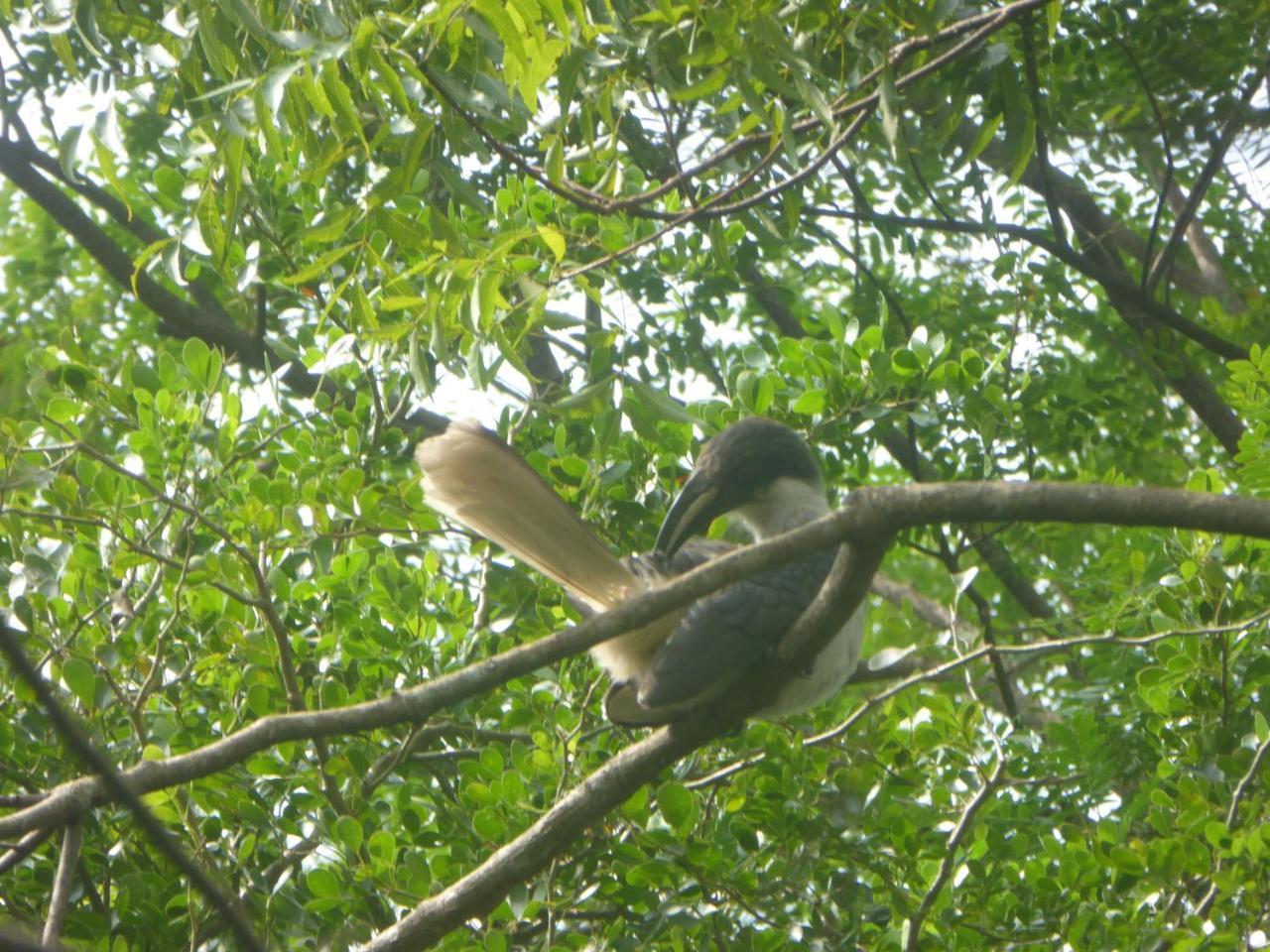 Angry Birds Homestay Хабарана Экстерьер фото